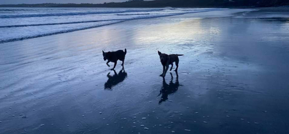 Dogs running on the beach